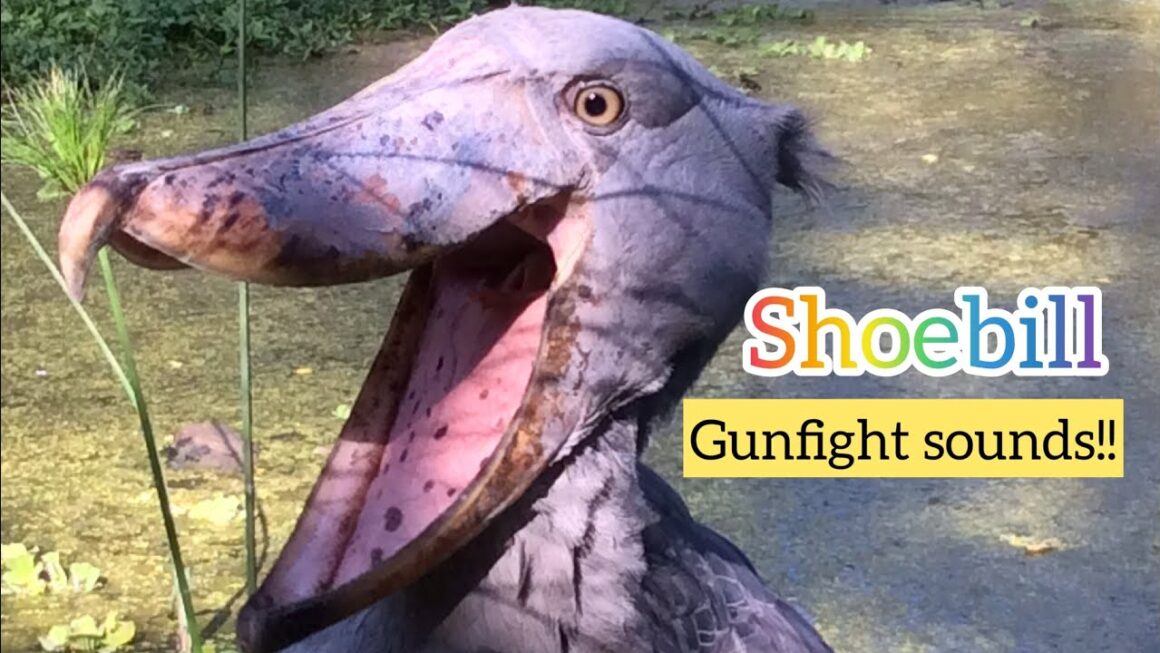 shoebill stork sound