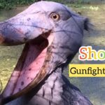 shoebill stork sound