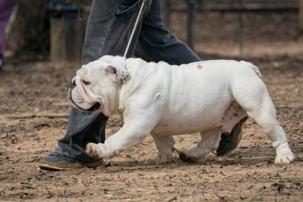 Why the Pocket Bully is the Perfect Small Companion Dog for You